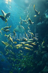 水族館の魚の群生の写真・フォト素材