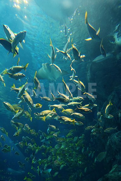 水族館の魚の群生の写真・フォト素材