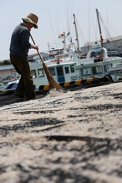 シラス天日干しの写真・フォト素材