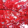 赤く染まったモミジの葉の写真・フォト素材