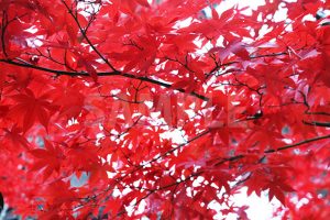 赤く染まったモミジの葉の写真・フォト素材