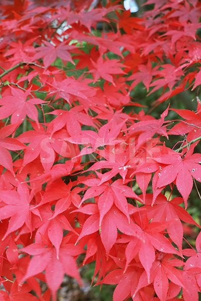 赤く染まった紅葉の写真・フォト素材