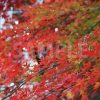 グラデーションがかった紅葉の写真・フォト素材