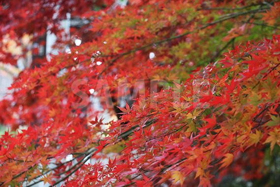 グラデーションがかった紅葉の写真・フォト素材