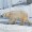 上野動物園の北極熊