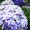 鎌倉長谷寺の紫陽花