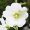 春に咲く白い花の写真・フォト素材