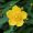 黄色の花、上から見たキンシバイ（金糸梅）