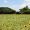 宮古島のヒマワリ畑と青い空