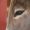 優しそうなロバの目の写真
