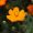 斜め上から見たキバナコスモスの花の写真
