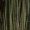 竹やぶを覗いた写真