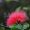 熱帯植物、カリアンドラ・ハエマトケファラの写真・フォト