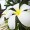 バリで撮影した、プルメリアの花の写真