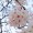 ほんのりピンクに色づく、桜の花