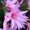サボテン　星孔雀（ホシクジャク）の花の写真4枚
