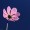 コスモスの花を下から見上げる