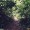 草木が鬱蒼と生い茂った林道の写真